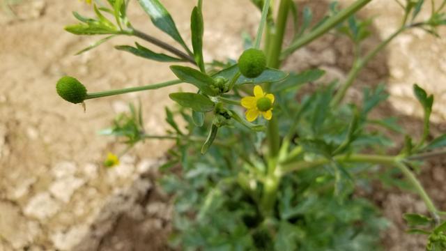 石龙芮