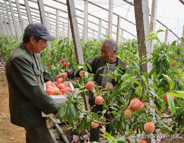 甲维盐和阿维菌素哪个杀虫效果更好？同样的药物价格、效果差在哪10