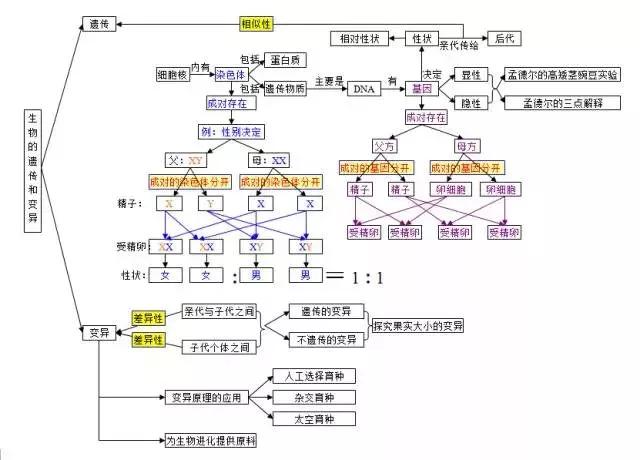 初中各科思维导图全汇总（语文、数学、地理、历史、化学、生物）