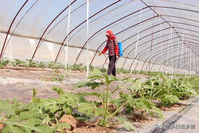 别再给蔬菜喷药了，自制无公害农药，防治病虫害效果真就不错4