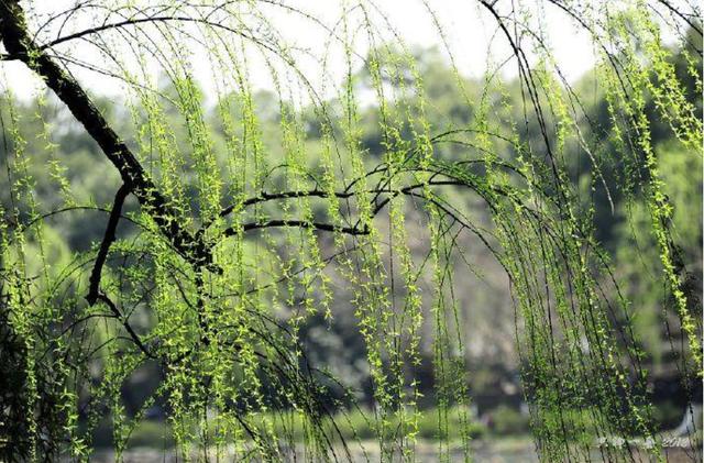 咏柳的古诗，咏柳中哪两句诗写出春天柳树新绿的样子？