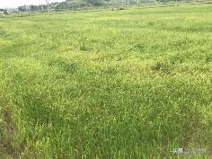 各地稻田杂草分布、除草剂使用种类及防治指导7