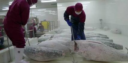金枪鱼家用冰箱可以保存几天，普通冰箱金枪鱼保存多久