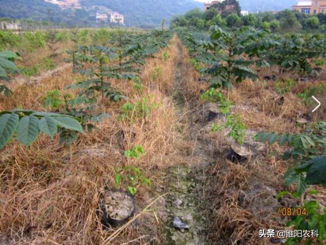 草铵膦死草不彻底，加上这个药，能杀灭100多种杂草，干净又彻底1