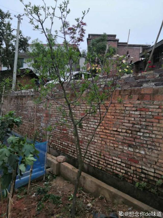 枣树种植 枣树种植（枣树种植技术） 生活