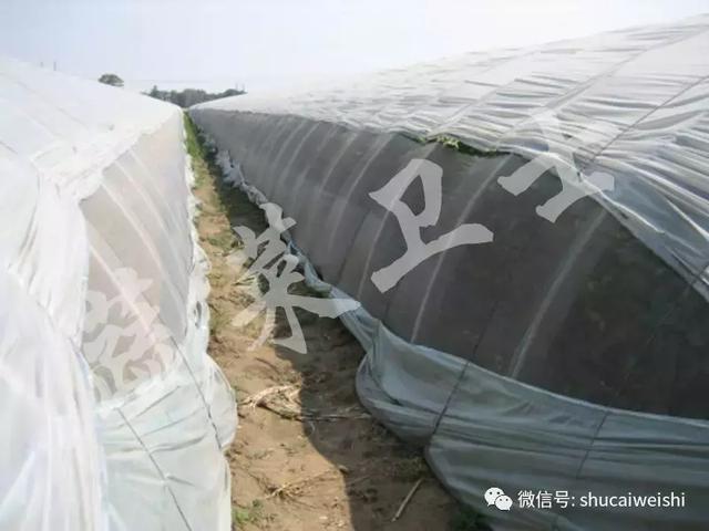 甜瓜种植技术分享，高效技术助你亩产超万斤8