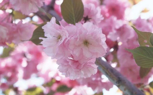 3月开什么花（葛仙山花园沟3月开什么花）