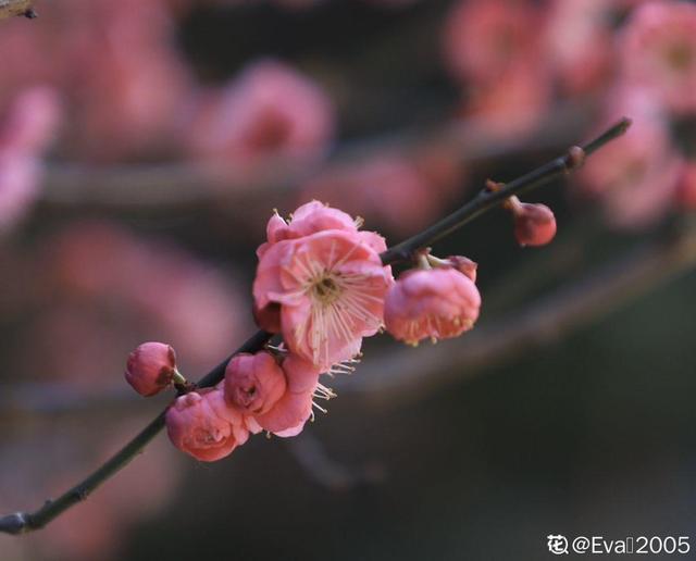 关于梅花的资料