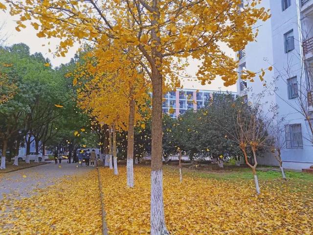 南京航天航空大学金城学院