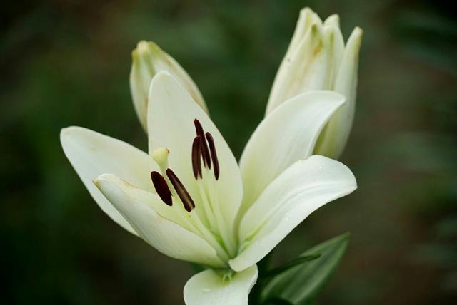 百合花象征什么