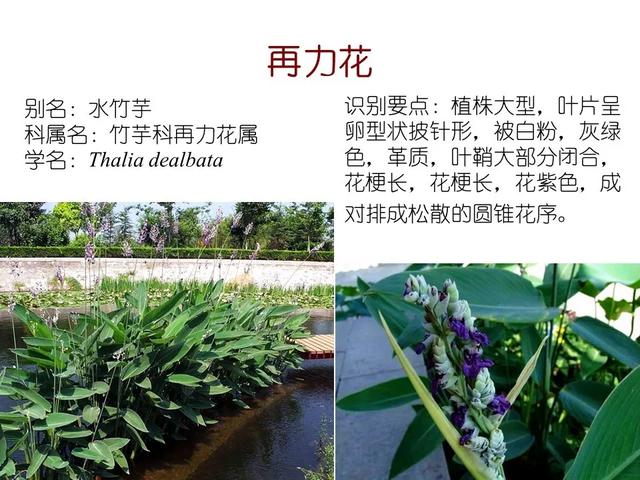 水生植物种类 水生植物种类（水生植物100种） 生活