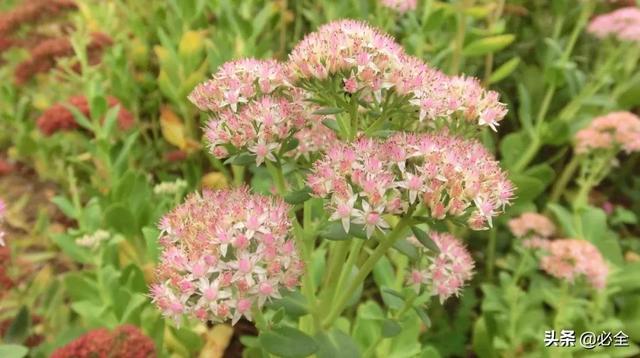 北方宿根花卉 北方宿根花卉（北方宿根花卉有哪些种类） 生活