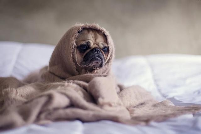 犬瘟热晚期