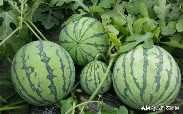 西瓜怎么种植