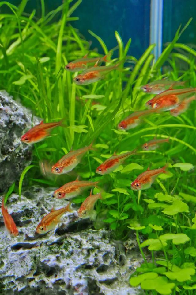 45cm制砂机