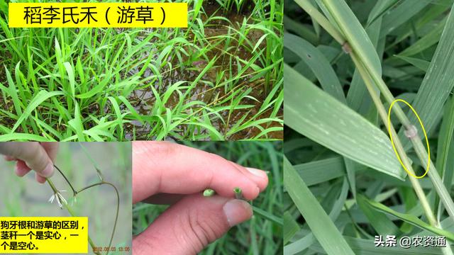 稻田除草技术活，选对时间、用对药剂很关键6