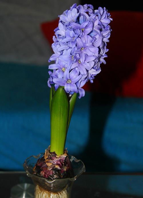 风信子开花后