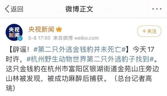 央视梳理杭州野生动物世界金钱豹外逃事件还有一只暂未捕获专家教你