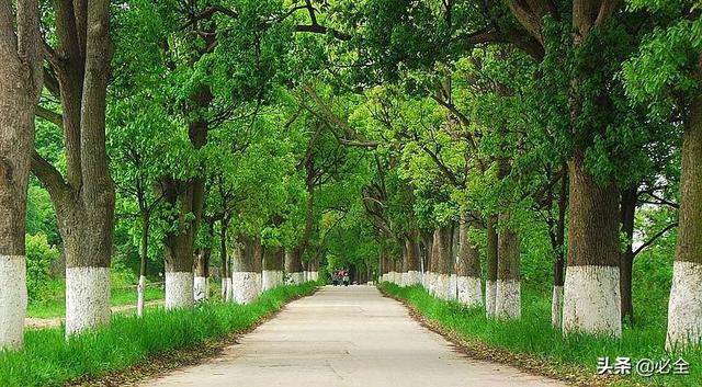 行道树间距