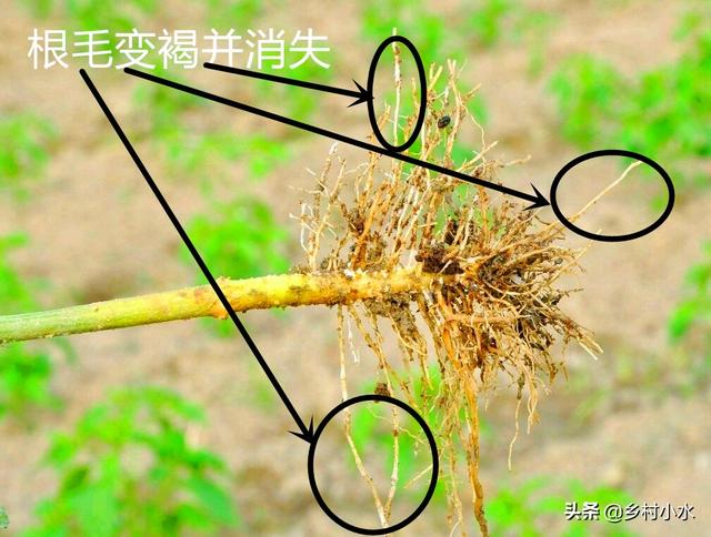 辣椒青枯病防治难？做好以下9点并悉知2种杀菌剂，辣椒不死苗3