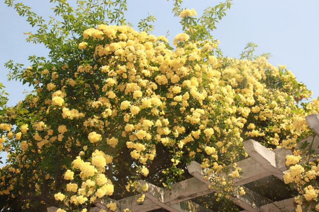 木香花为什么不能种