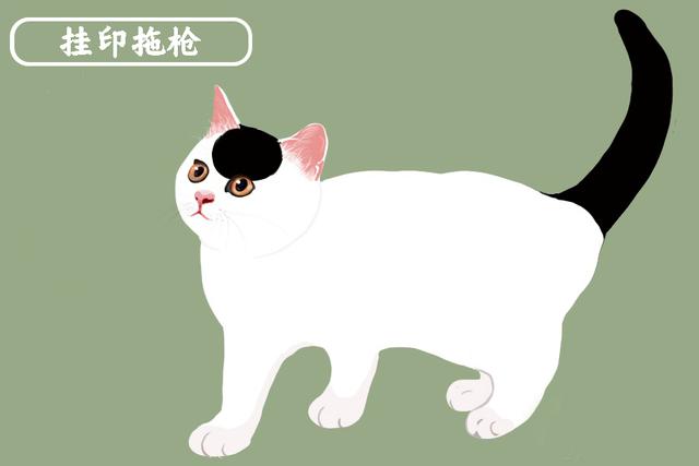 绣球猫