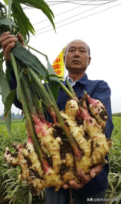 巧用生石灰，有效防治土传病害、土壤酸化、烂根死棵等难题9