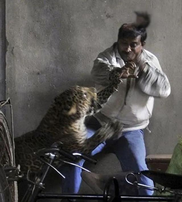 什么狗能咬死藏獒