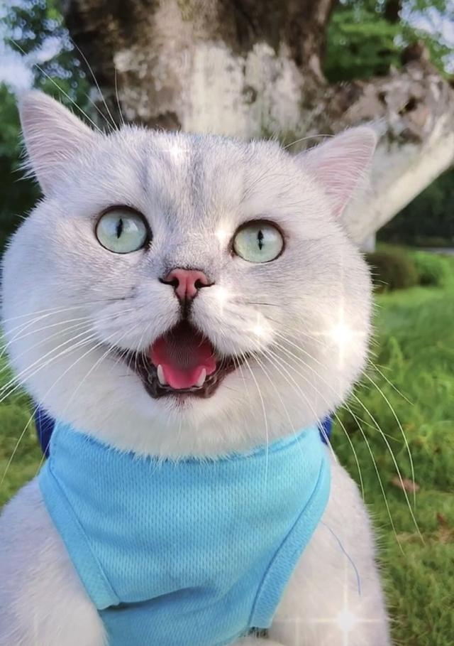 盘点网红猫(盘点网红猫咪)-星座梦城