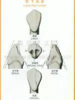口腔牙齿图片大全图解