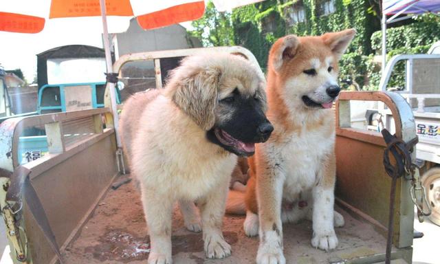 秋田犬价格