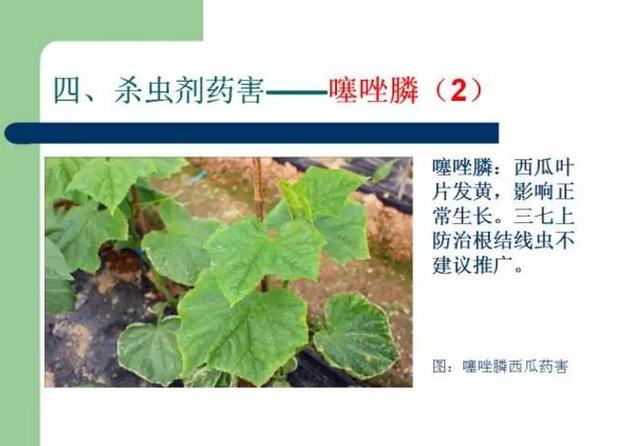 夏季高温，虫螨腈在这些作物慎用！已有农资店赔了几万16