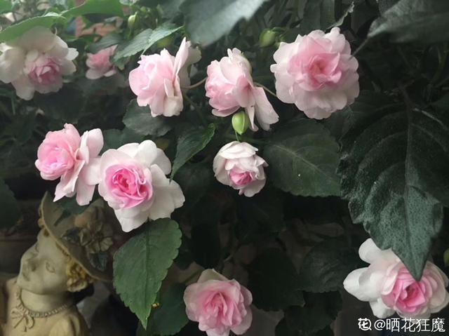 非洲凤仙花