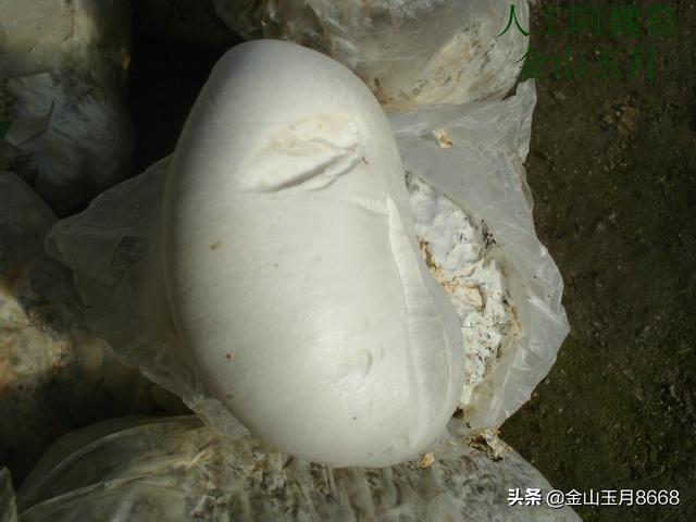 阿魏菇