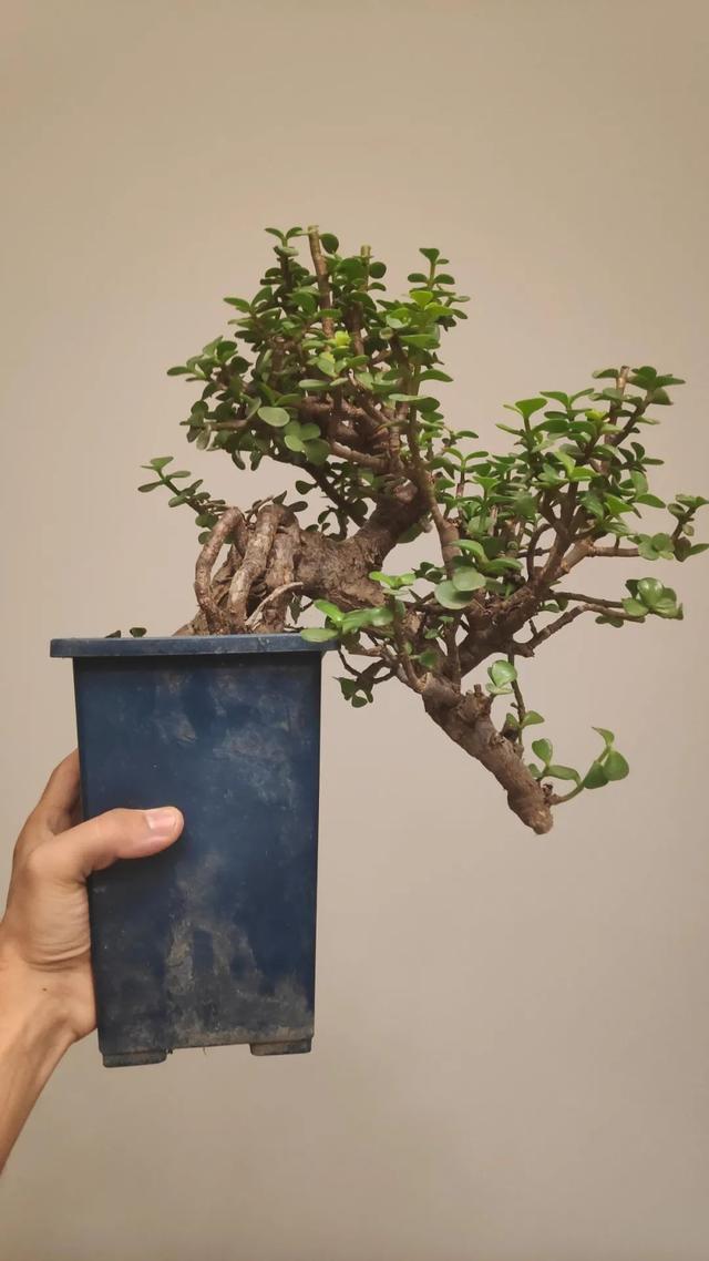 金枝玉叶植物