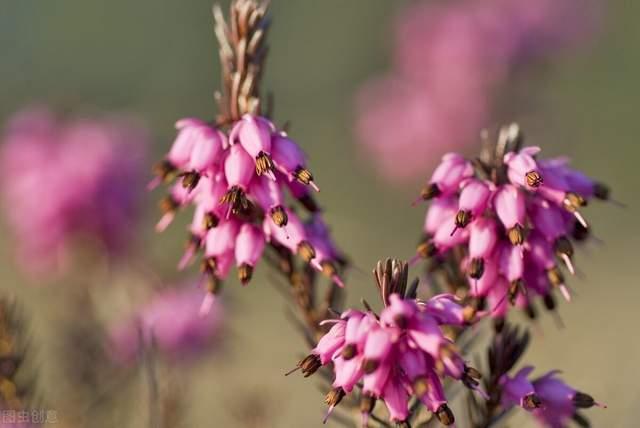 白菊花代表什么意思