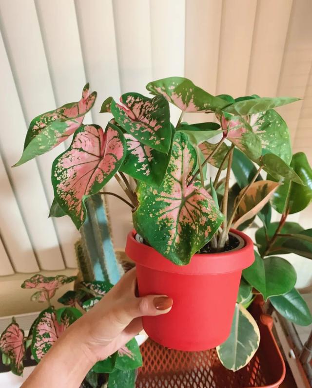 花叶芋 花叶芋（花叶玉簪） 生活