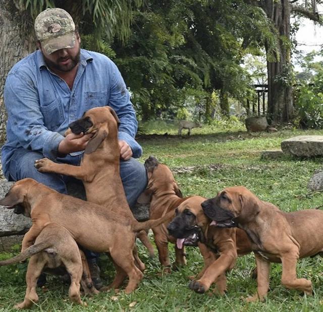 白金汉宫边境牧羊犬