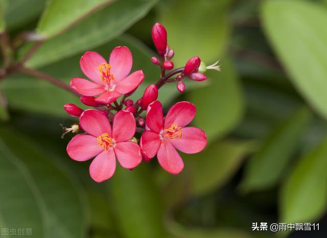 夹竹桃叶 夹竹桃叶（夹竹桃叶横切面结构图手绘） 生活