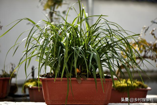 兰花茎腐病防治，“多菌灵”和“甲基托布津”，应该怎么用？9