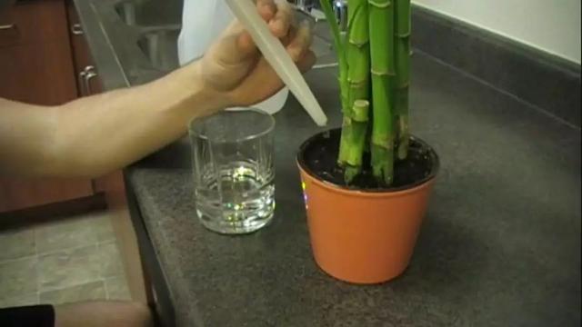 富贵竹怎么养 富贵竹怎么养（富贵竹怎么养不黄叶） 生活