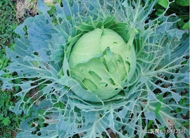 家里种的蔬菜长满了虫子，不用农药，轻松4招消灭害虫3