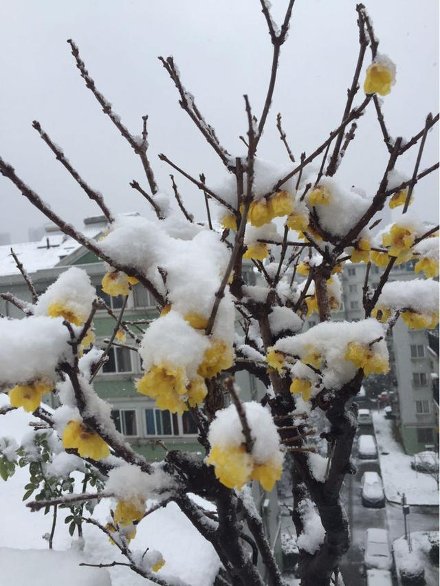 腊梅花图片大全