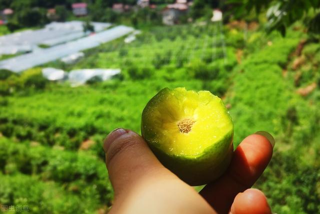 蜂糖李 蜂糖李（蜂糖李的生物学特性） 生活