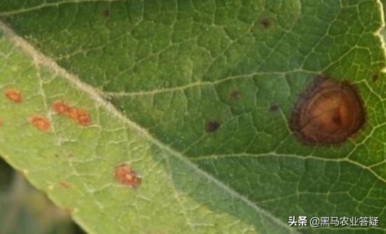 苹果赤星病危害重，掌握要领防治是关键