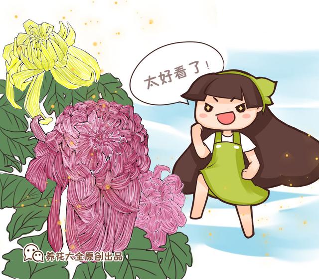 非洲菊