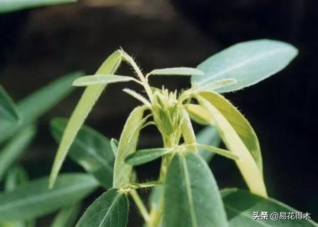 跳舞草怎么种（跳舞草怎么种植）