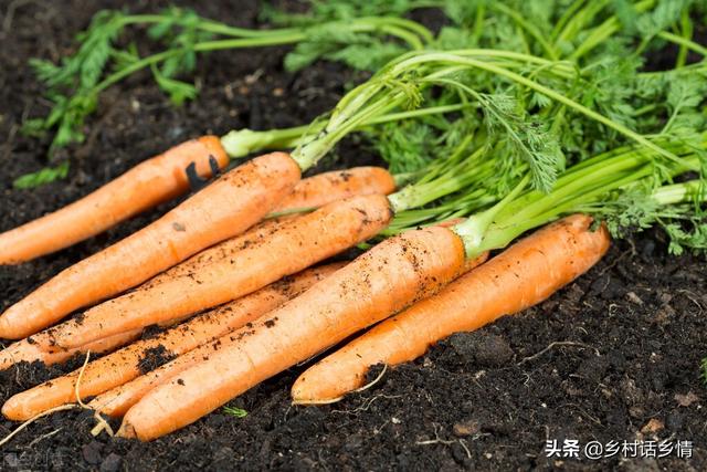 立秋种菜应注意哪些问题，八月份这三种蔬菜抓紧种植，太早太晚都不适，并附高产方法