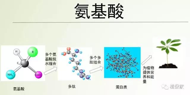 腐殖酸、海藻酸、甲壳素、鱼蛋白、氨基酸最权威解释！分清，认清5