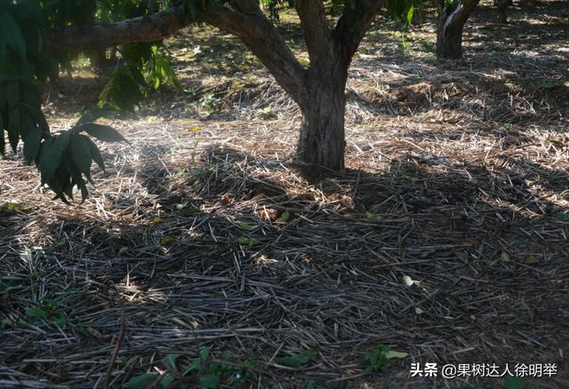 你的果园树盘进行清耕、打除草剂还是覆盖，园艺地布是不错的选择2